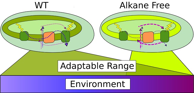 Green and blue model with circles read caption for detailed description