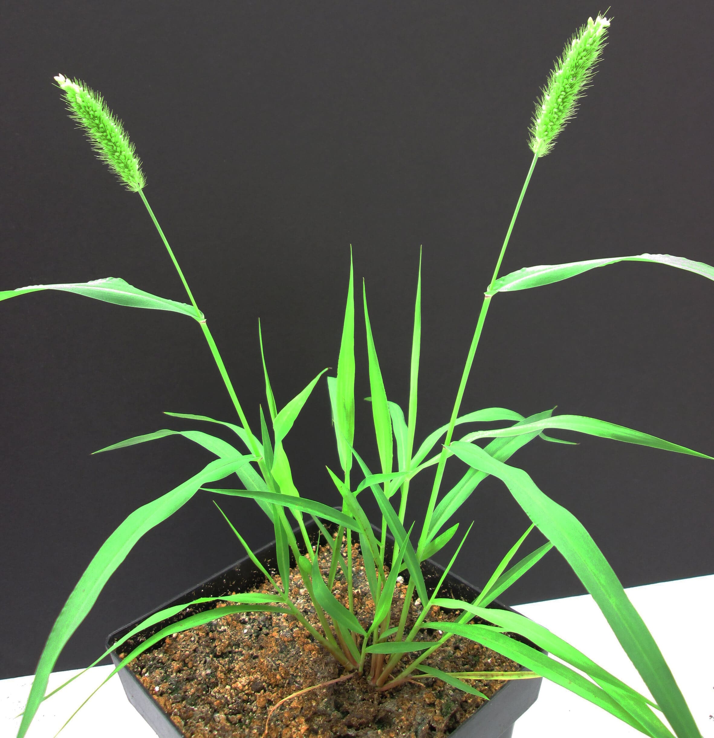 Green plant on black background