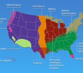 Miscanthus and switchgrass are the primary crops in the Midwest; poplar, switchgrass and sorghum are grown in the south; agave in the Southwest, and willows in the Northeast.
