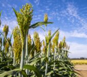 Flowering plants in a field.