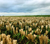 A field of sorghum plants with paper bags over their leaves.