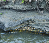 Multiple layers of mud with a root layer on top and pebble layer on the bottom.