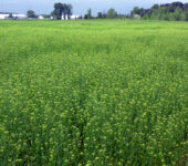 A field of camelina plants with small yellow blooms.
