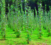 Young poplar trees planted in rows outside.