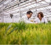 Foreground: Rows of crops in a greenhouse. Background: Two researchers look at the crops.