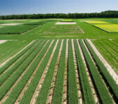 Rectangular plots of different crops.