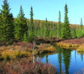 Spruce trees and a small pond.