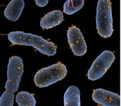 Engineered bacterium with outer vesicles.