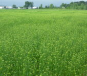 Field of plants with small yellow flowers.