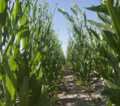 Stalks rising on either side of a row.