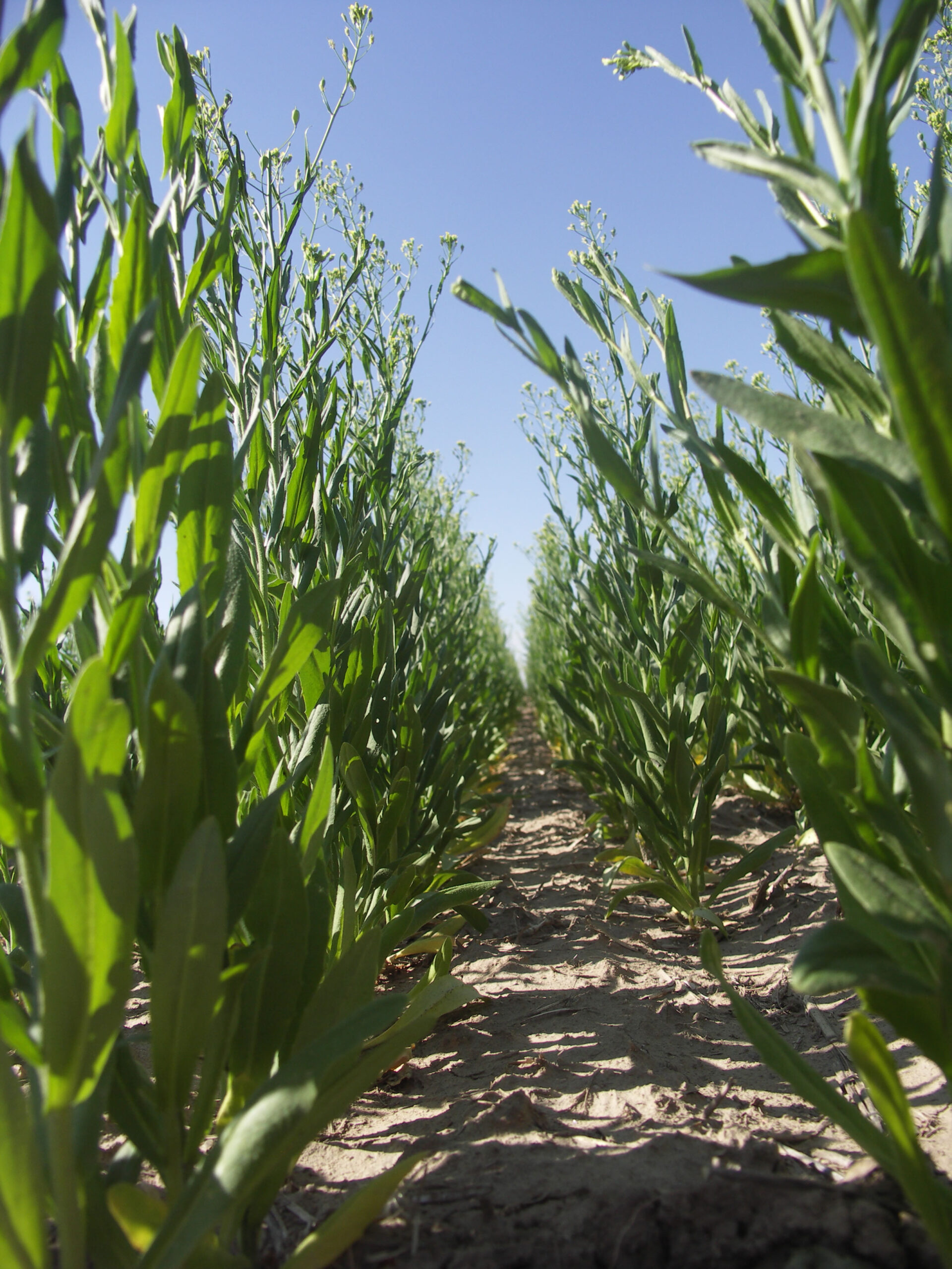 Stalks rising on either side of a row.