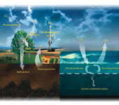Illustration of carbon cycle on land and in the ocean.
