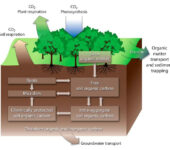Cross-section of soil.