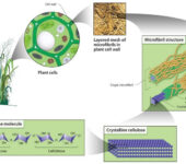 Cellulose Illustration