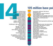 Chromosome and related traits.