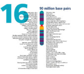 Chromosome and related traits.