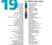 Chromosome and list of related traits.