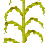 Corn Stover Illustration