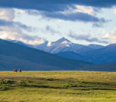 Two cows graze in a flat field with mountains in the background.