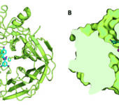 Graphic representation of enzymes.