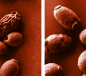 As described in caption.