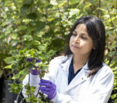 A researcher in a white coat stands among trees in a greenhouse and inspects a small plant.
