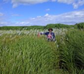 A researcher stands in a field of shoulder-height miscanthus.