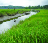 Shrubs and grasses cover the land on both sides of a small creek.