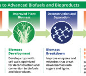 Sustainability to biomass development to biomass breakdown to biofuel and bioproduct synthesis.