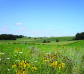 Flowers stand in front of an open field.