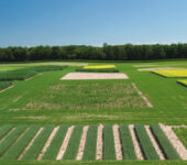 Rows of crops in different square plots.