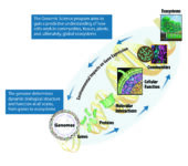 Gene function goes from the genome to ecosystem level.