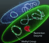 Two microbes with graphic representation of enzymes inside.