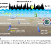 A diagram showing the transport of nutrients among trees, streams, and groundwater.