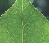 Poplar leaf