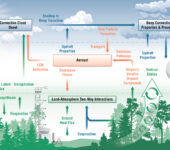 Graphic with arrows for convection processes in clouds and processes on land like photosynthesis and respiration.