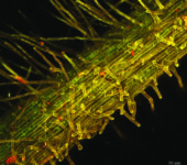 Root Hair Section