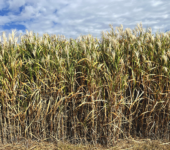 Stalks of the plant miscanthus in a row.