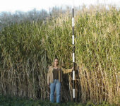A person stands in front of a miscanthus stand with a measuring stick; the miscanthus is nearly double her height.