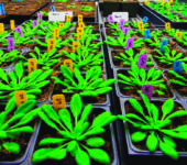 Rows of plant seedlings in small containers.