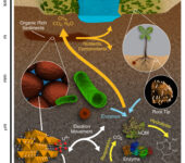 Illustration of belowground activity of microbes, roots, and molecules.