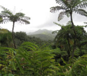 Tropical trees and plants on a cloudy day,