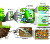Plant drawings from the large scale - a tree - to the rhizosphere and pore scale, to the cellular scale.