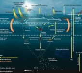 Illustration of ocean with different carbon processes at different depths.