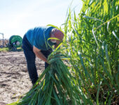 A man leans over to pick up stalks of cane cut down from a row of plants to his right.