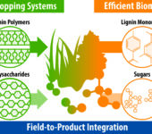 Bioenergy crops turn into polymers and polysaccharides which turn into sugars and monomers which turn into bioproducts.