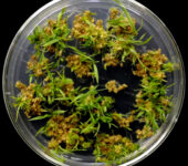 Small plant buds sit on a clear tray.