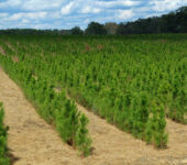 Pine trees grow in rows.