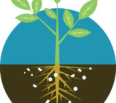 Illustration of plant seedling showing underground roots.