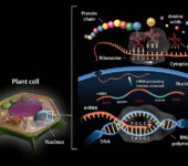 Illustration of a plant cell with scales from DNA, RNA, and protein chains.